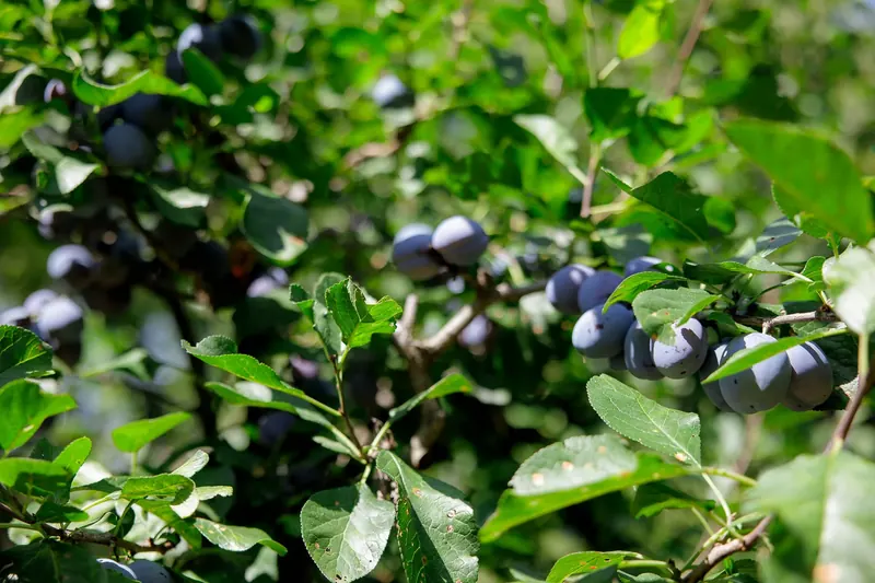 Livadă – fructe coapte
